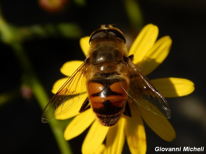 La vita in un fiore (Senecio inaequidens)